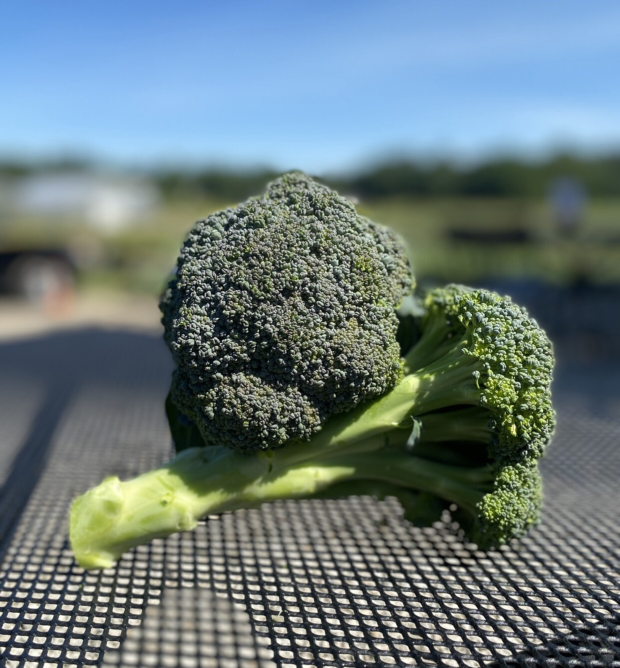 Broccoli | 1lb | Tangerini's Own Broccoli | 1lb | Tangerini's Own
