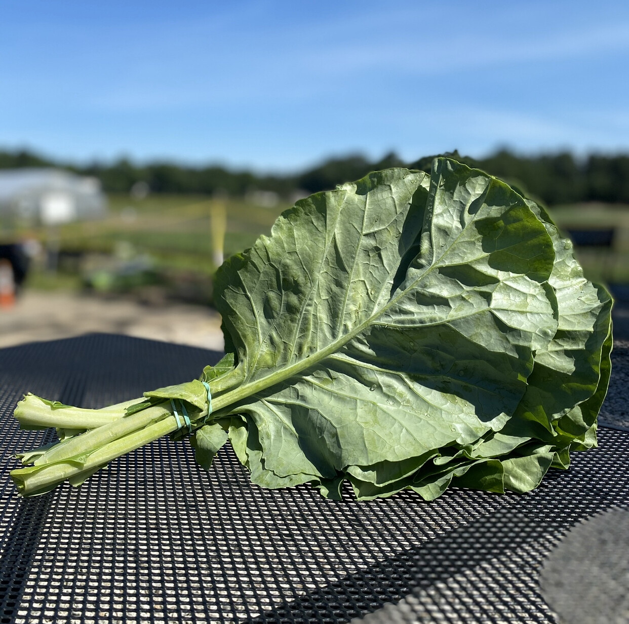 Collard Greens | 1 Bunch | Tangerini’s Own Collard Greens | 1 Bunch | Tangerini’s Own