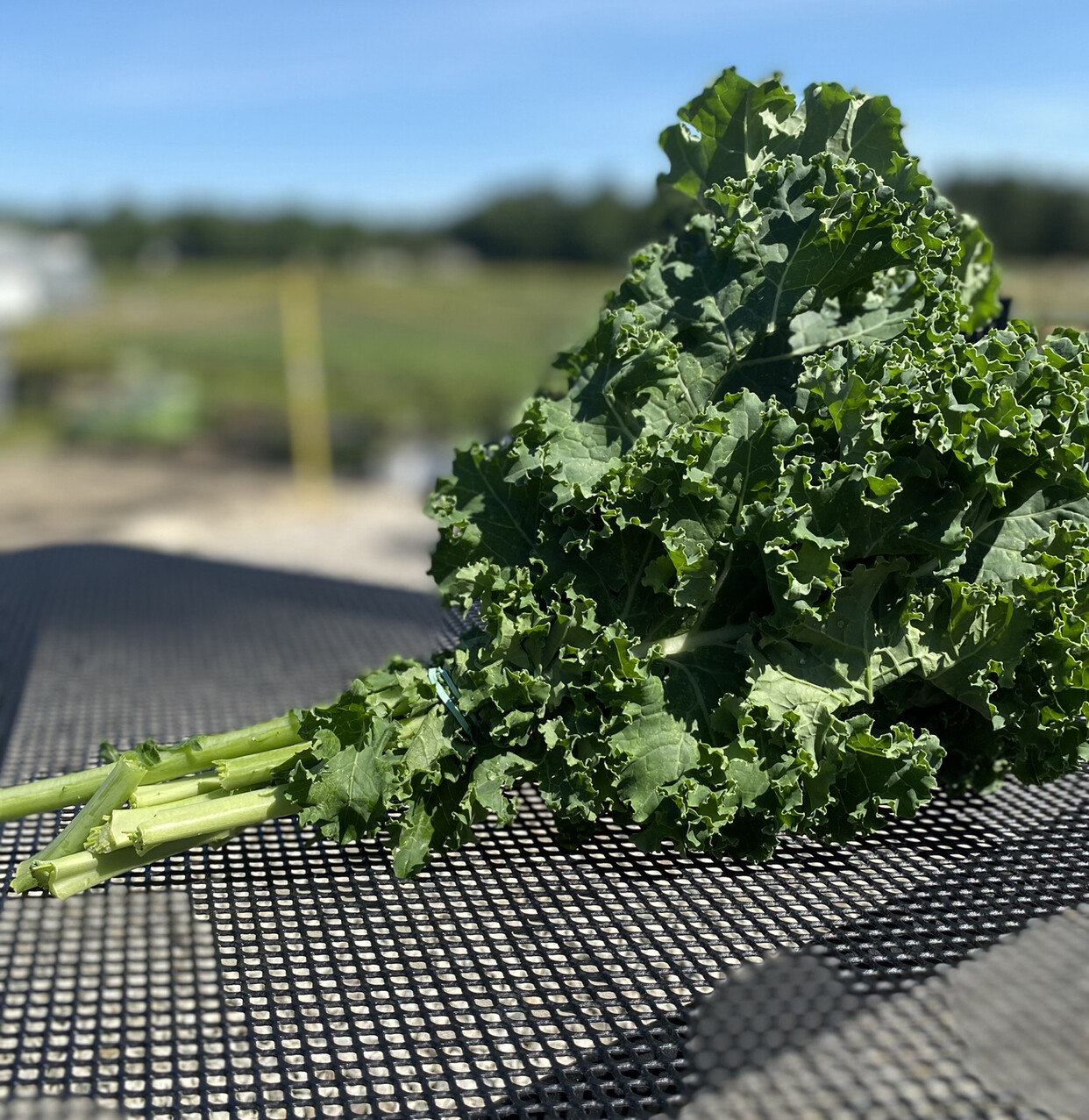 Kale | 1 Bunch | Tangerini's Own Kale | 1 Bunch | Tangerini's Own