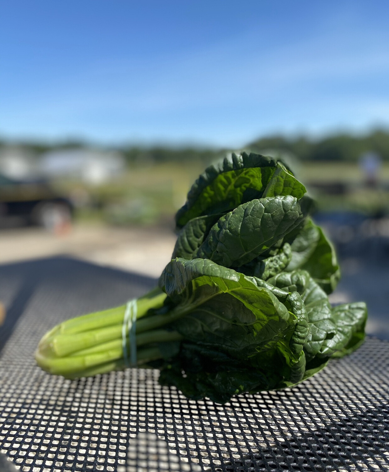 Tatsoi | 1 Bunch | Tangerini's Own Tatsoi | 1 Bunch | Tangerini's Own