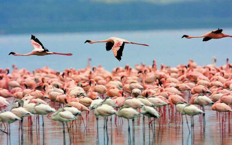 Santuario de flora y fauna Los Flamencos y Ranchería Wayuu Santuario de flora y fauna Los Flamencos y Ranchería Wayuu