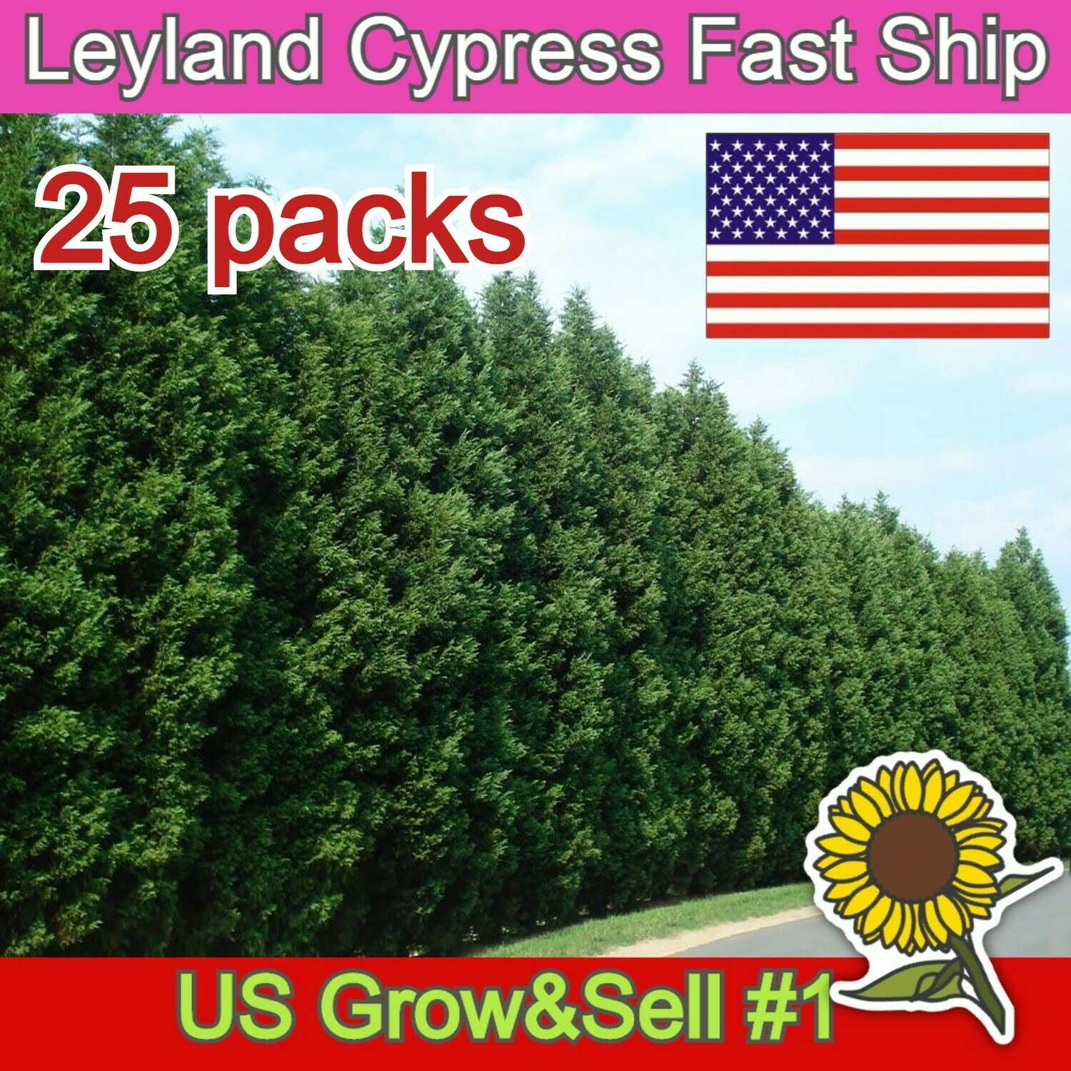 leyland cypress evergreen growing fast