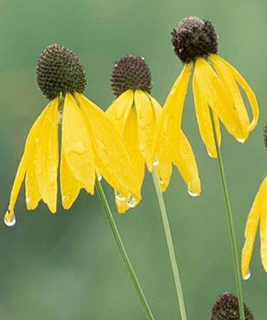 Gray Headed Coneflower Gray Headed Coneflower