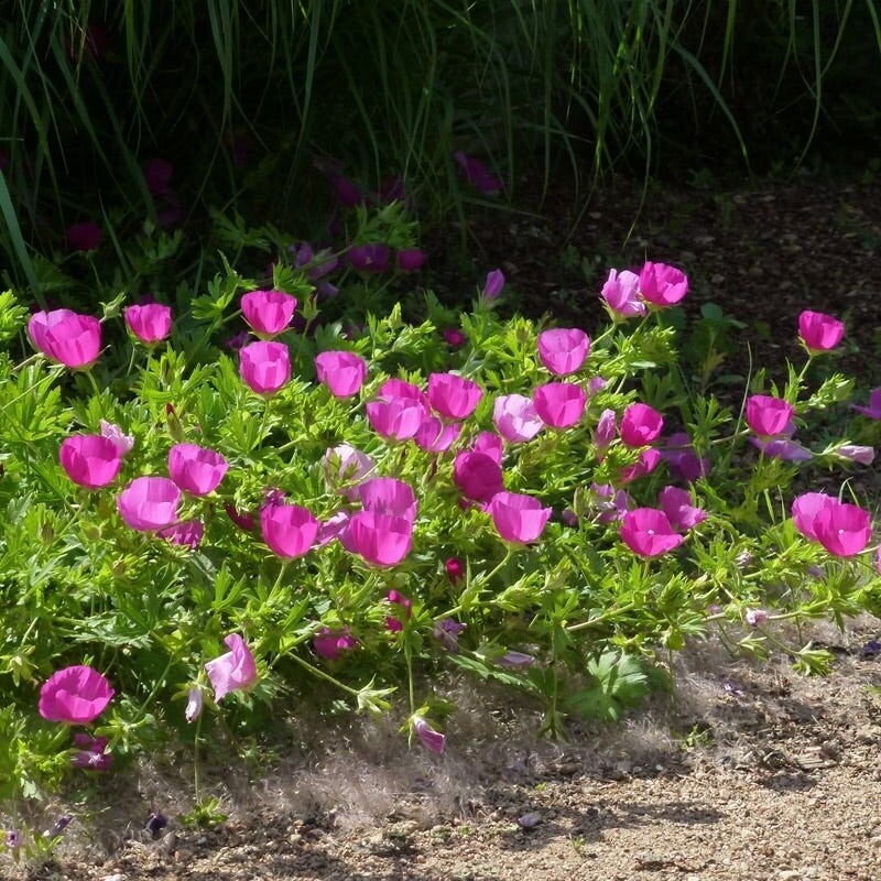 Purple Poppy Mallow Purple Poppy Mallow