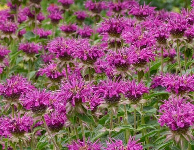 Bee Balm Bee Balm