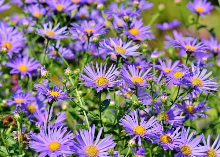 New England Aster New England Aster