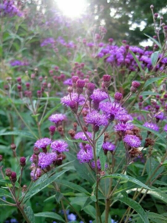 Curlytop Ironweed Curlytop Ironweed