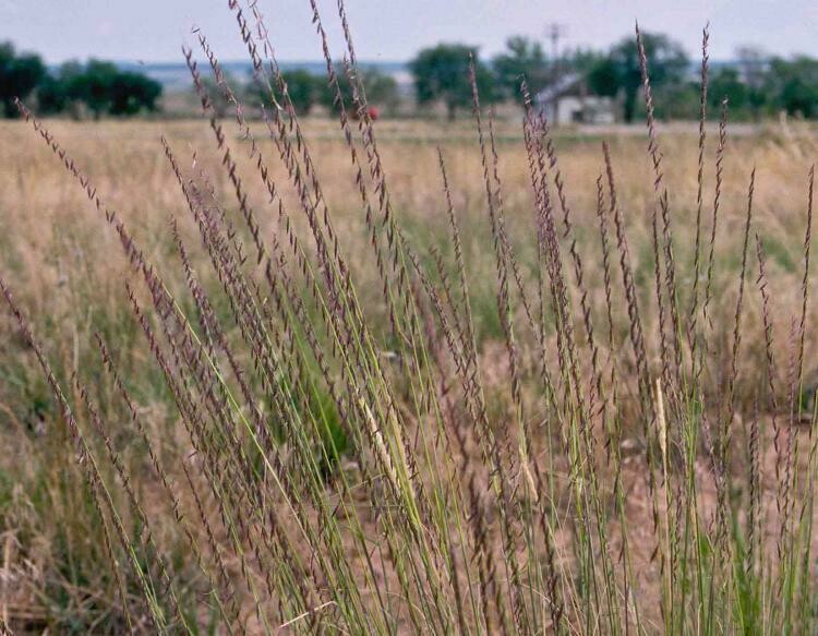 Sideoats Grama Sideoats Grama