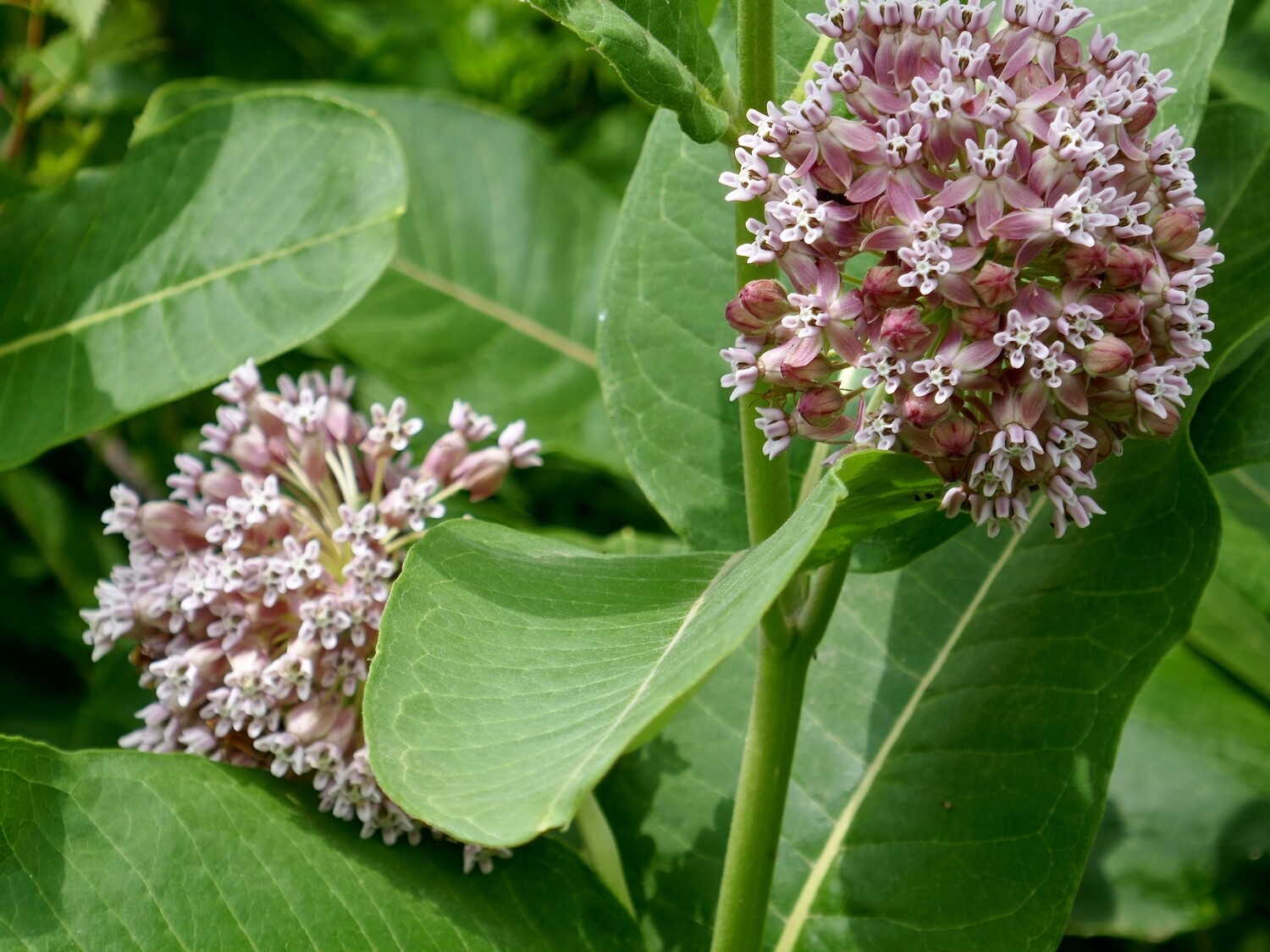 Common Milkweed Common Milkweed