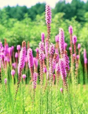 Prairie Blazing Star Prairie Blazing Star