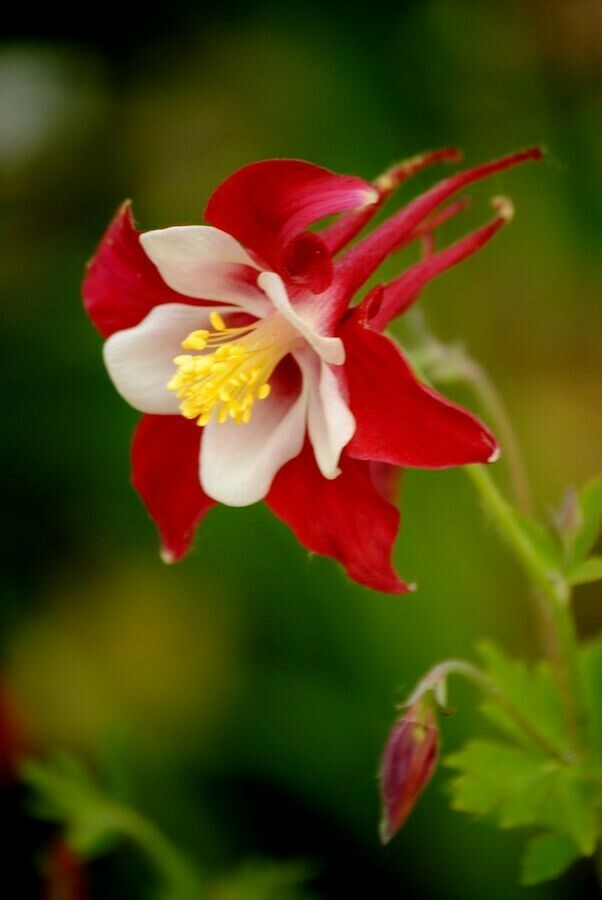 Columbine Columbine