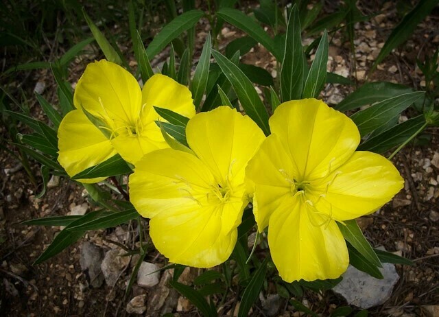 Missouri Primrose Missouri Primrose
