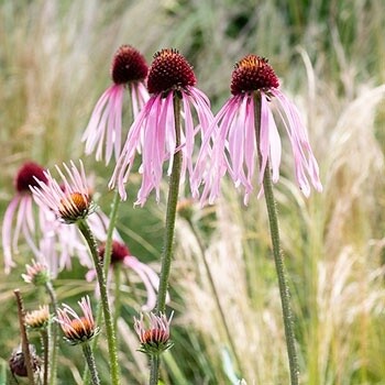 Pale Purple Coneflower Pale Purple Coneflower