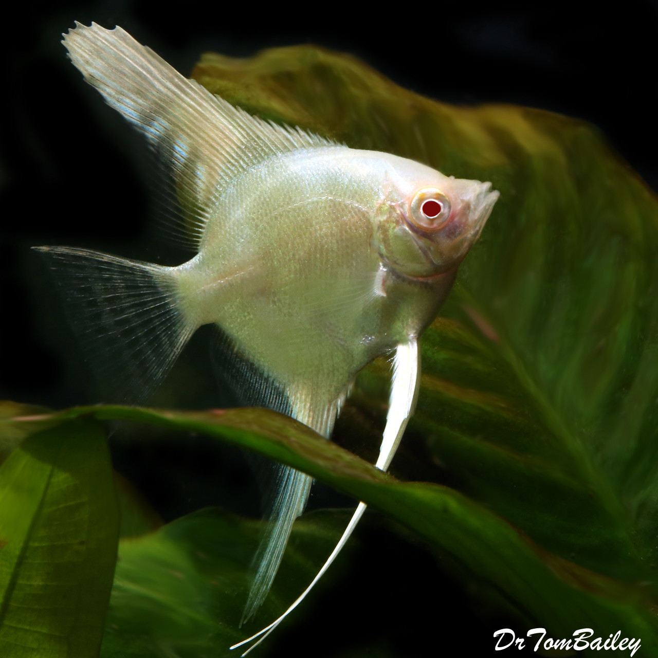 Premium Albino Angelfish, Size: 3" to 3.5"