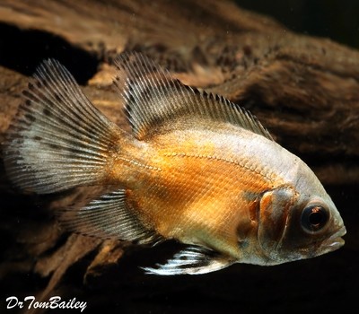 golden oscar fish