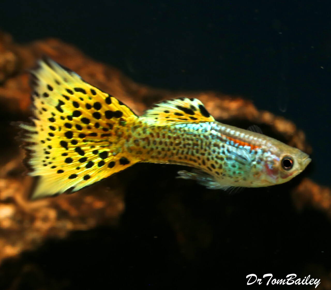 Premium MALE Leopard Tail Fancy Guppy, Size: 1" to 1.5"