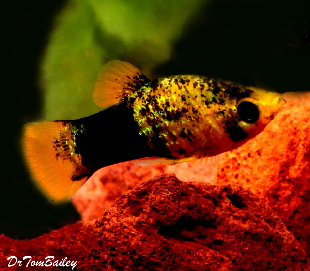 Premium Gold Dust Molly, Size 1" to 1.5"