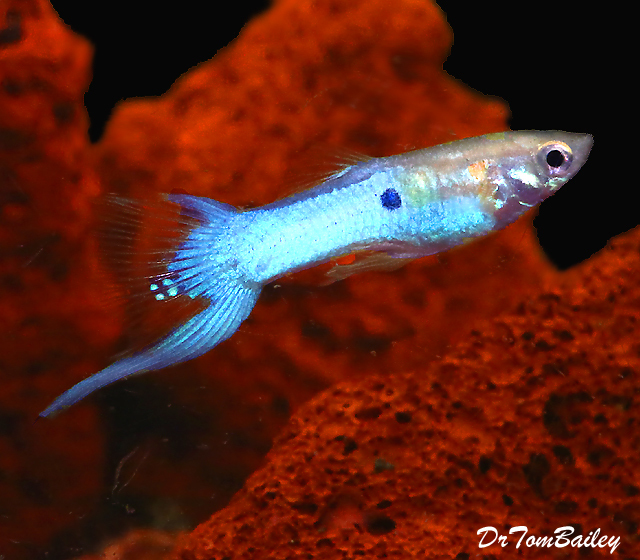 Premium MALE Rare New Japanese Blue Swordtail Fancy Guppy, Size: 0.75