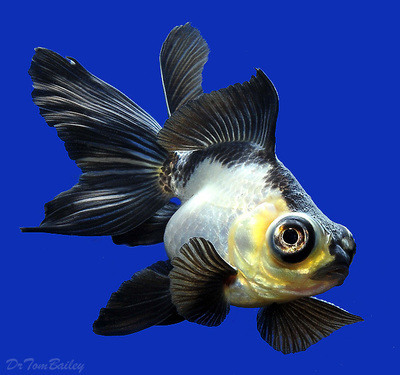 where to buy butterfly telescope goldfish