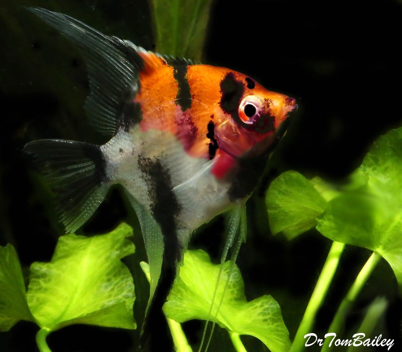 Premium Select Koi Angelfish, Size: 2.5" to 3"