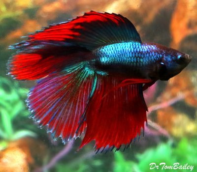 Twin-Tail Female Bettas