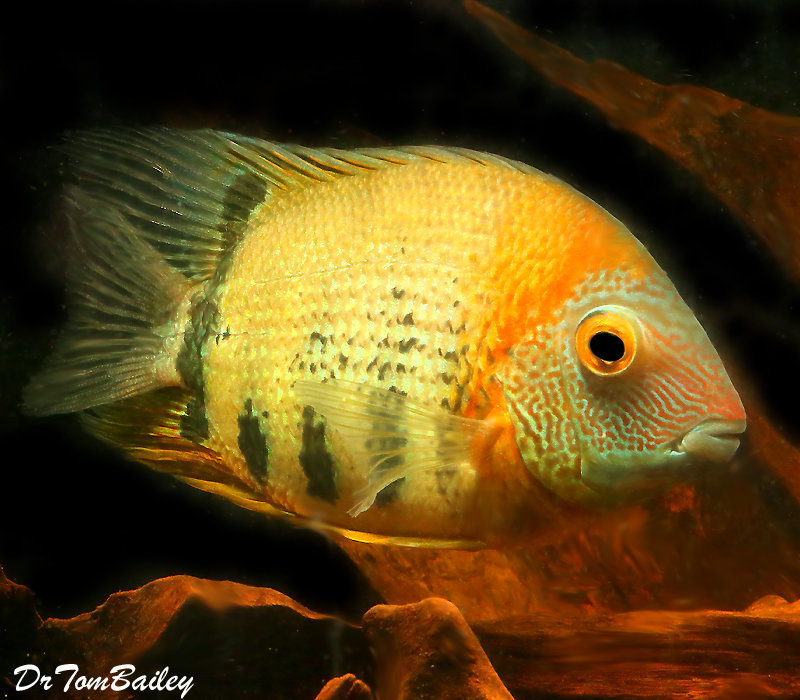 Premium Rare Red Shoulder Severum Cichlid, Size 1" to 1.2"