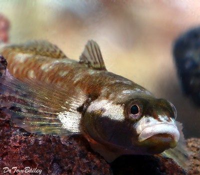 Aquarium Goby Fish