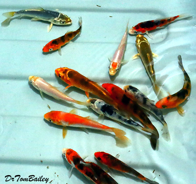 Premium Select Assorted Koi, Size 3.5" to 4"
