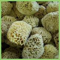 Wool Bathing Sponge Wool Bathing Sponge