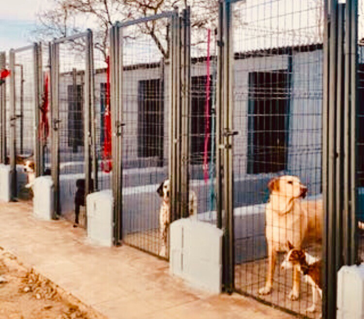 Puertas paso 0,80 ancho por 2.00 alto!! 6005 verde Puertas paso 0,80 ancho por 2.00 alto!! 6005 verde