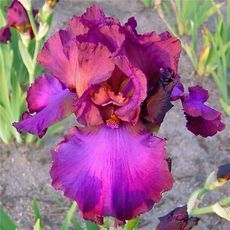 Breezeway Iris Garden in Wisconsin