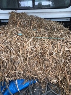 Pea Straw Pea Straw