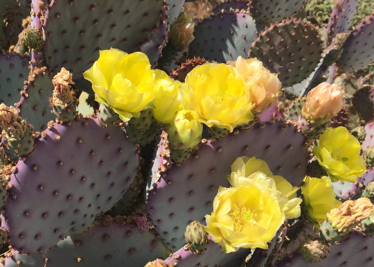 Purple Opuntia Cactus - Large Landscape Quality
