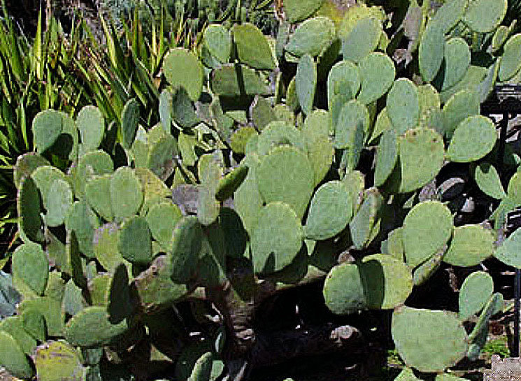 Cold Hardy Spineless Cactus for Tortoises: Grow your own! 00146