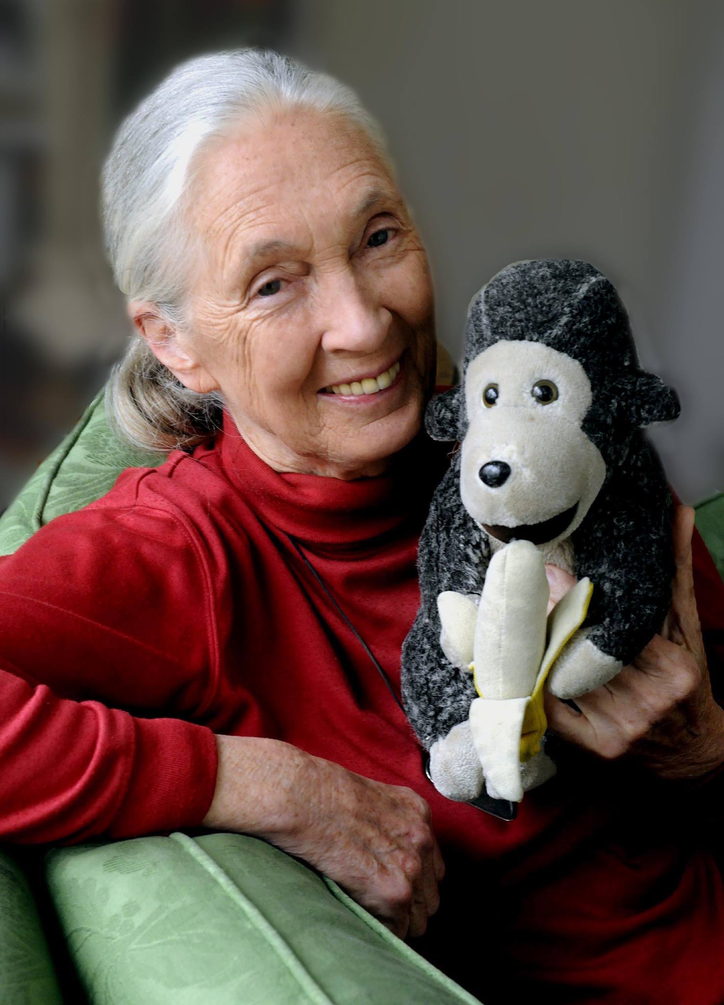 jane goodall stuffed animal