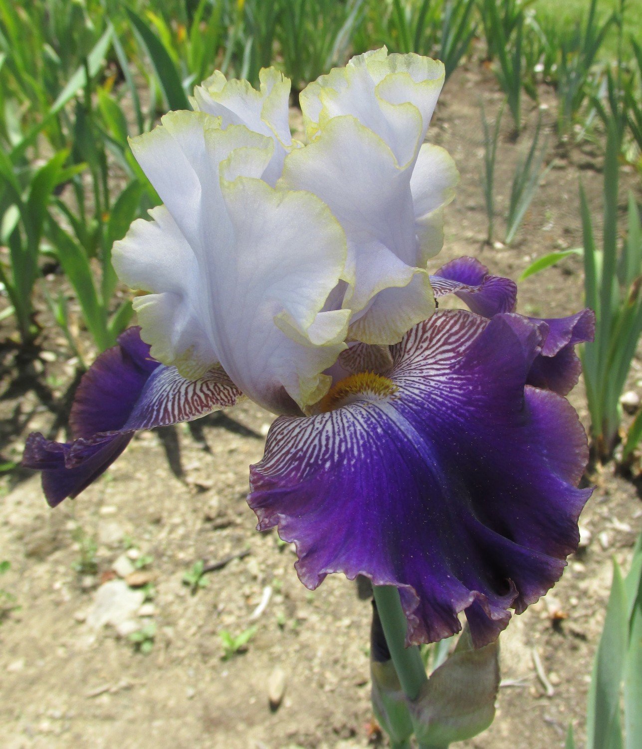 Slovak Prince Tall Bearded Iris