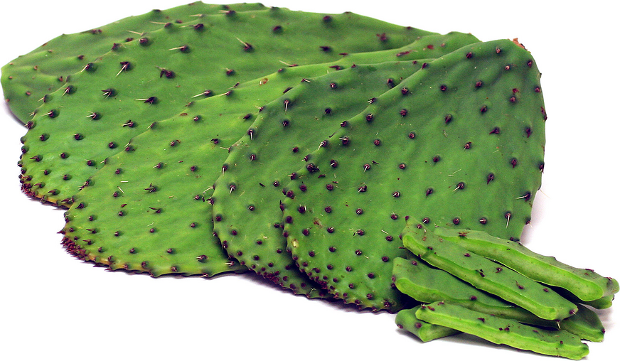 Nopal Cactus Pads FRESH