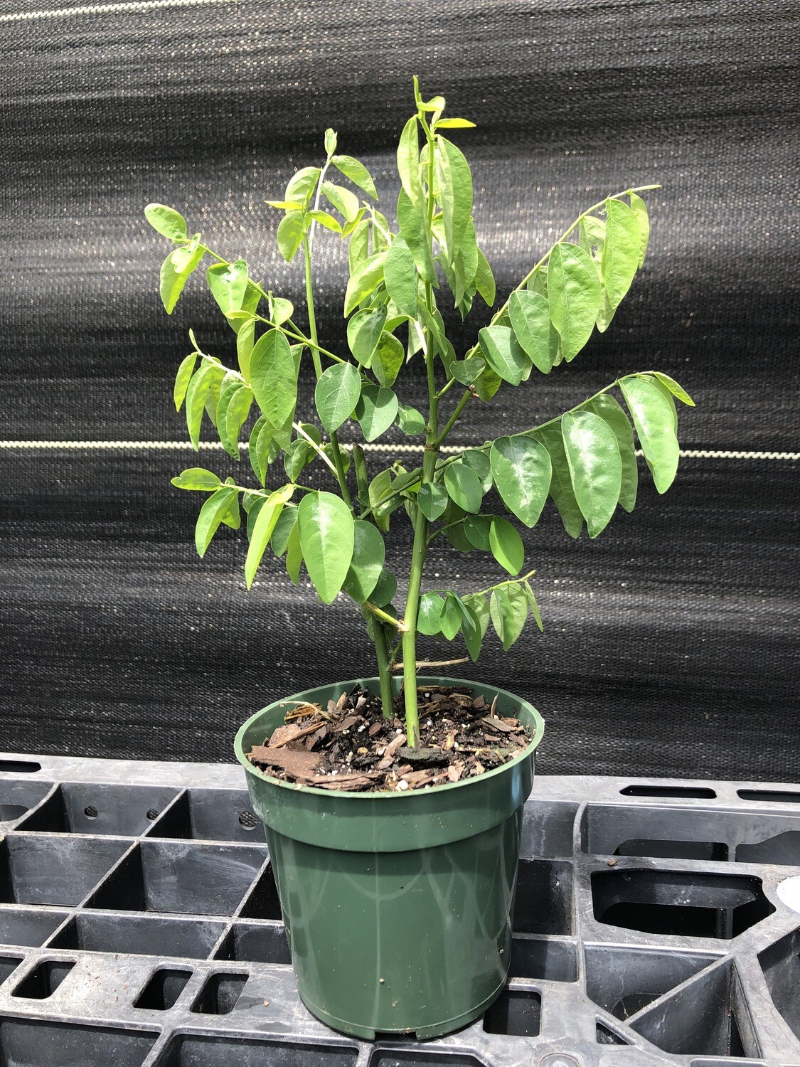 Katuk (Sauropus androgynus)