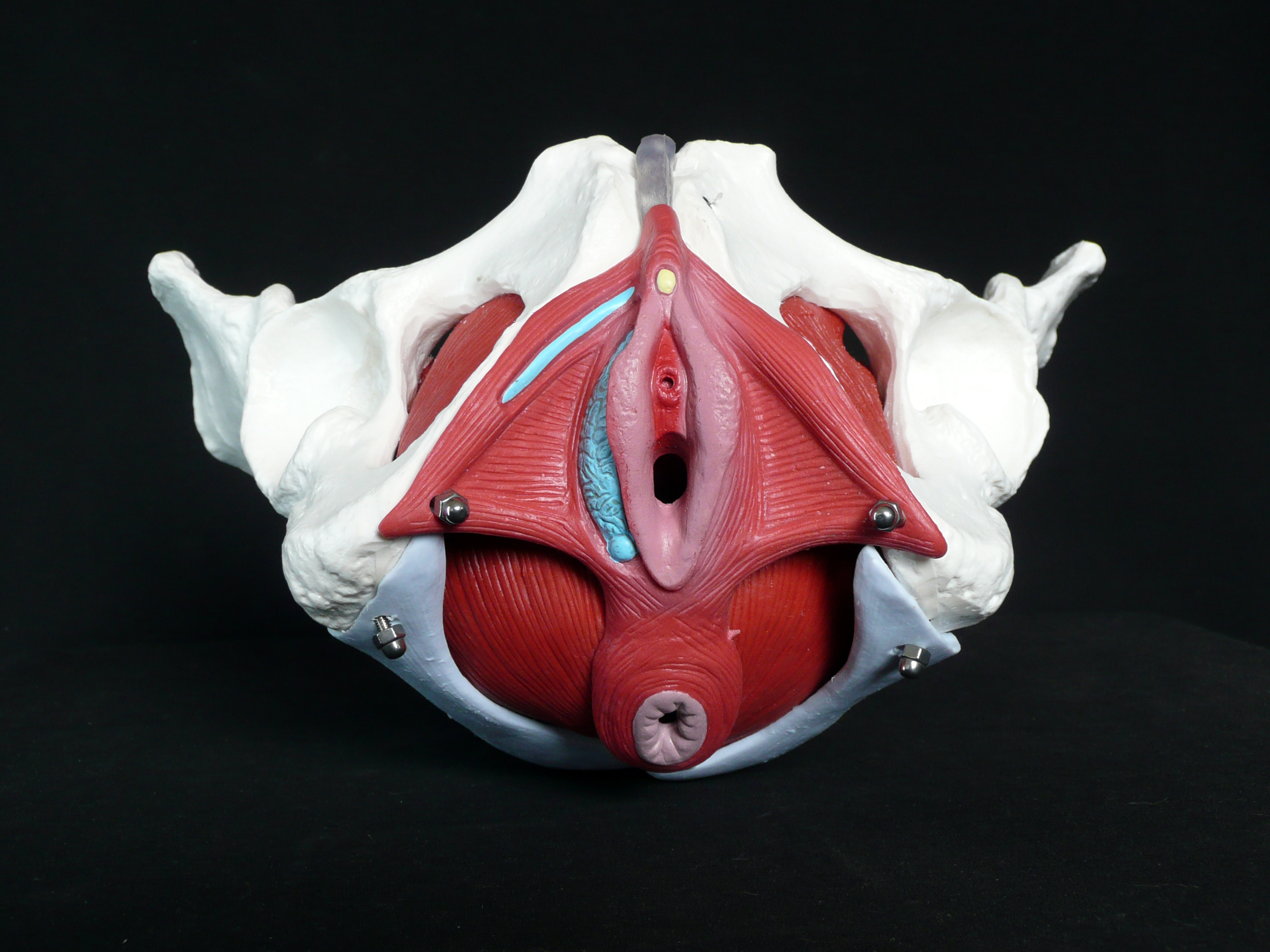 Life-Size Anatomical Human Female Pelvis with Removable Organs Model