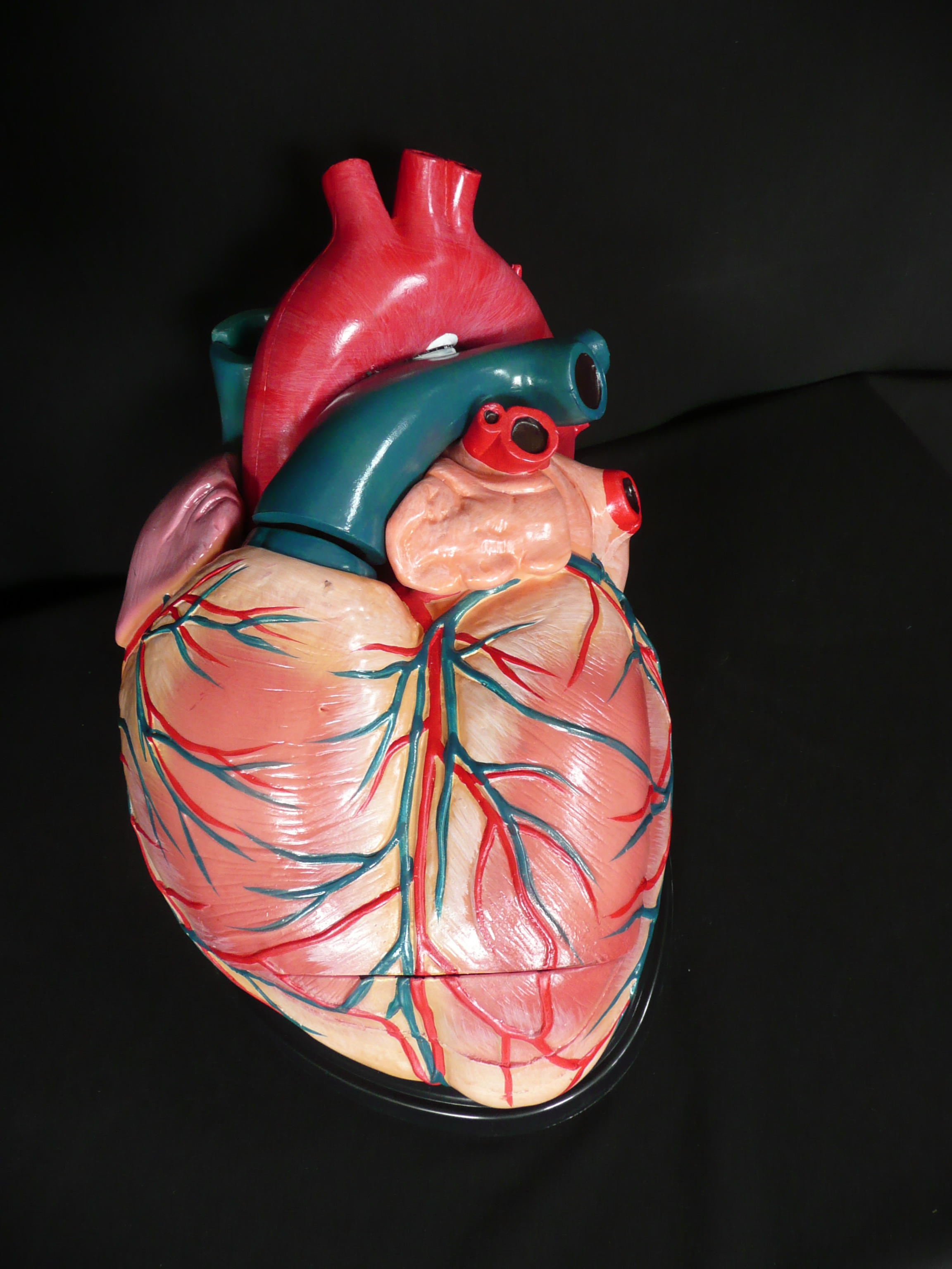 Advanced Anatomical Human Giant Heart Model | Heart and Lung Models