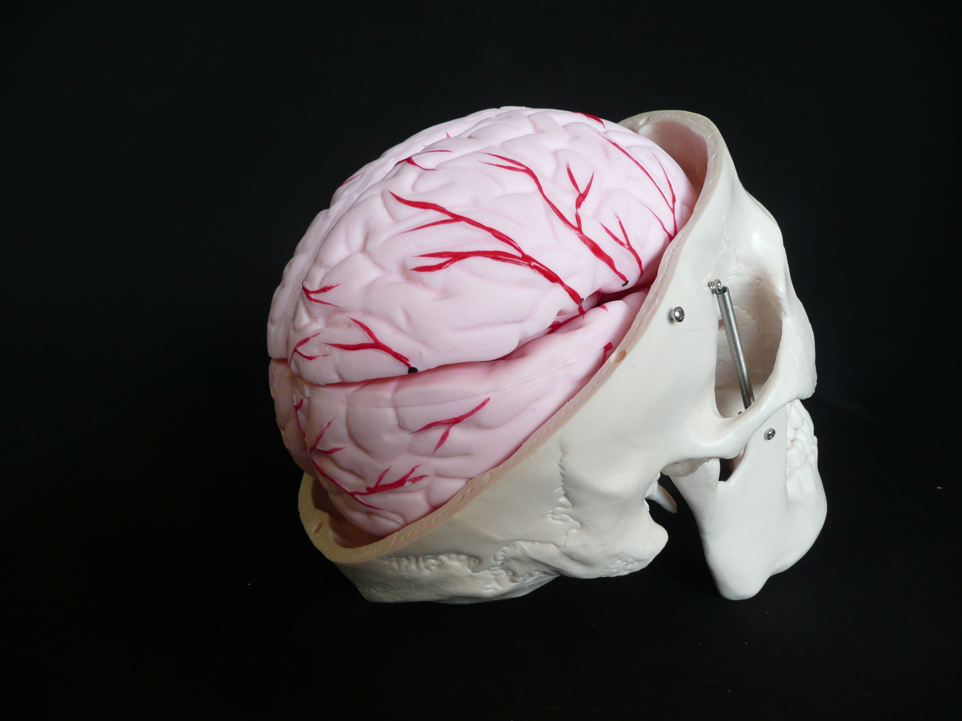 Advanced Anatomical Human Skull with Brain Model | Brain Models