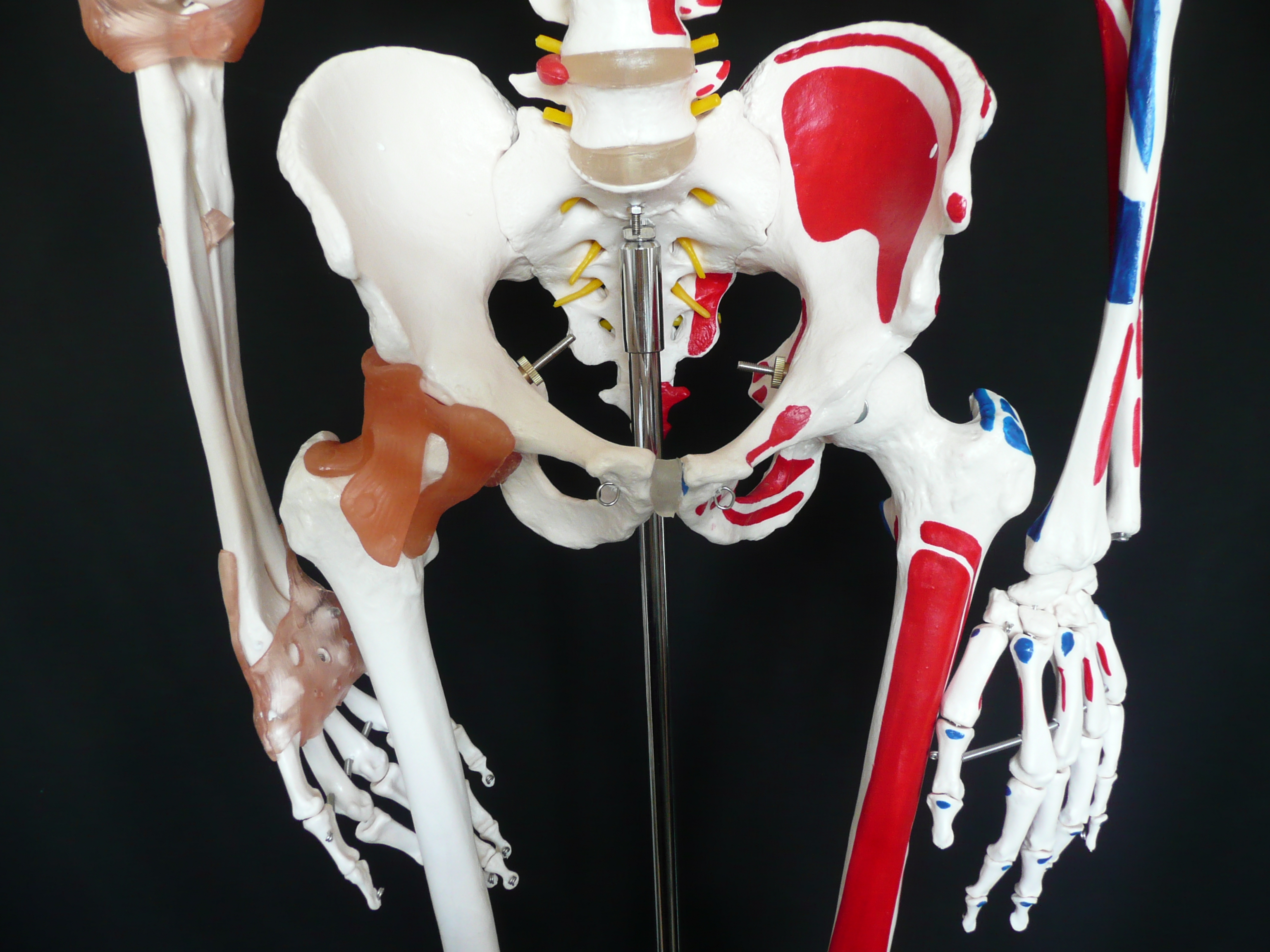 180cm Tall Life-Size Human Anatomical Skeleton Model with Ligaments