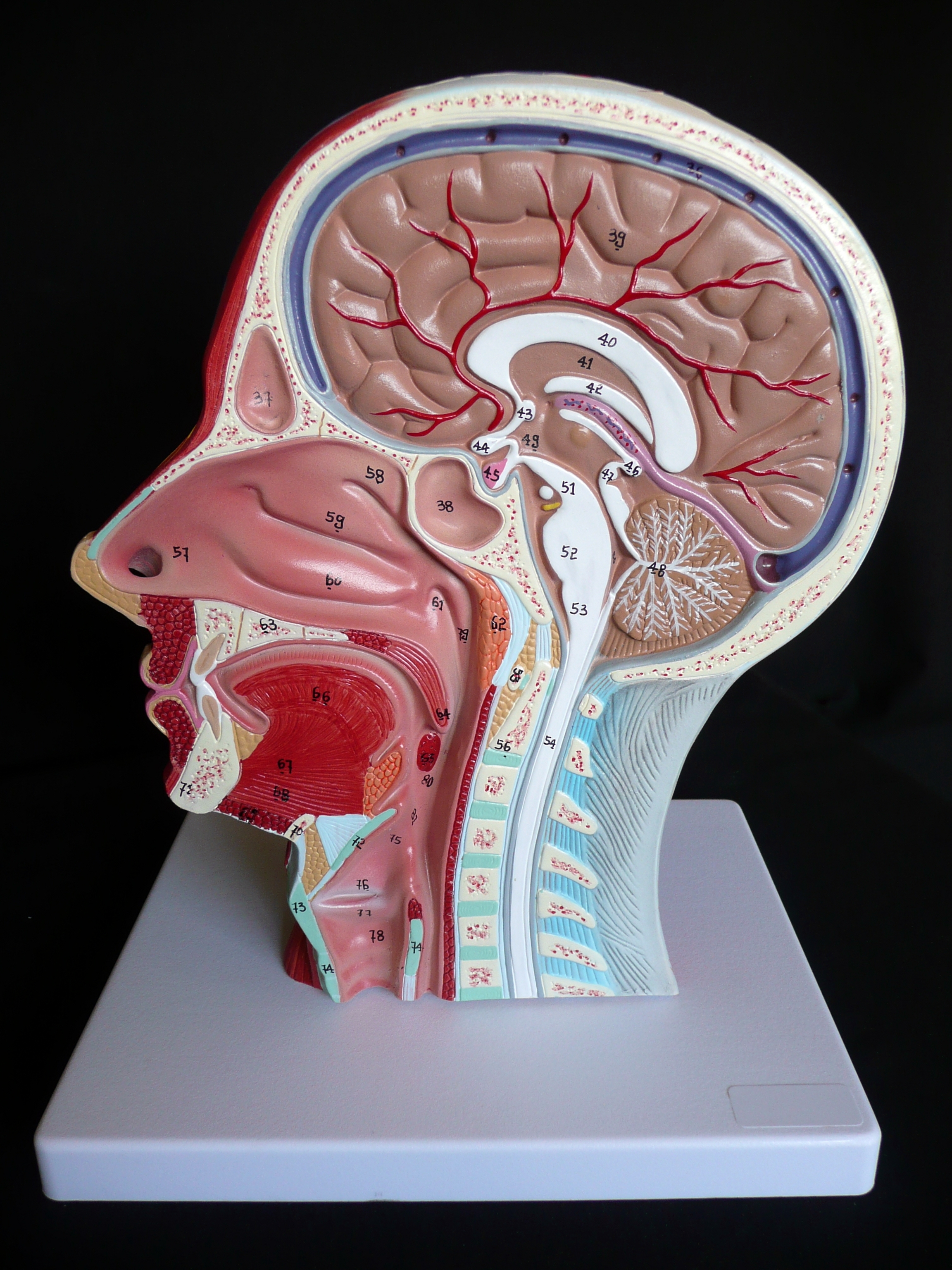 Anatomical Human Head And Neck Model Median Section Muscle Models