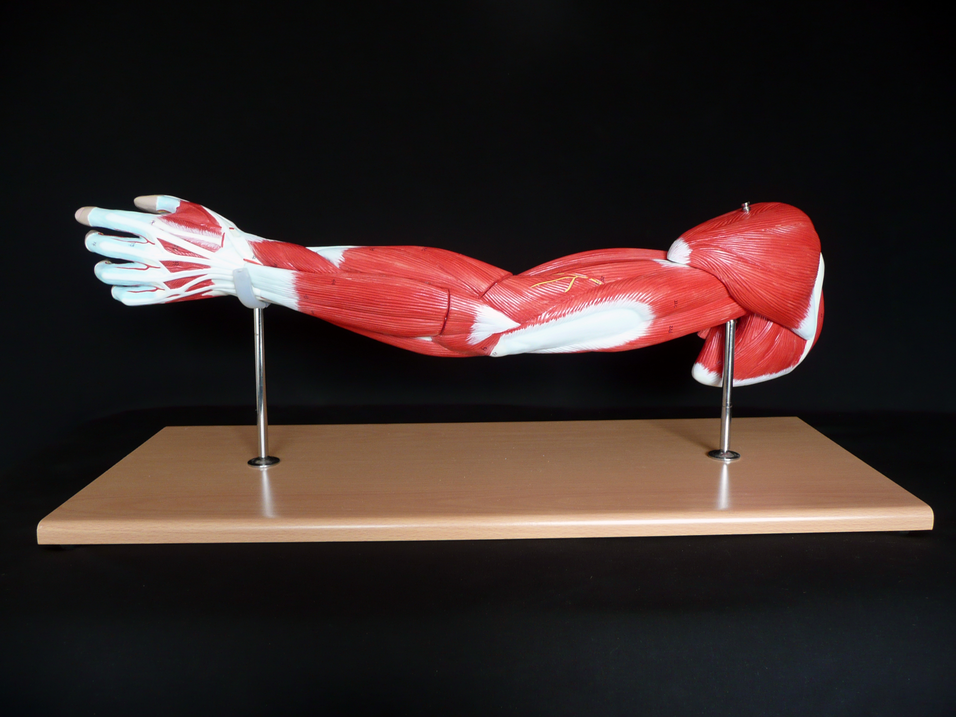 Life-Size Anatomical Human Arm Muscle Model | Muscle Models – Products ...