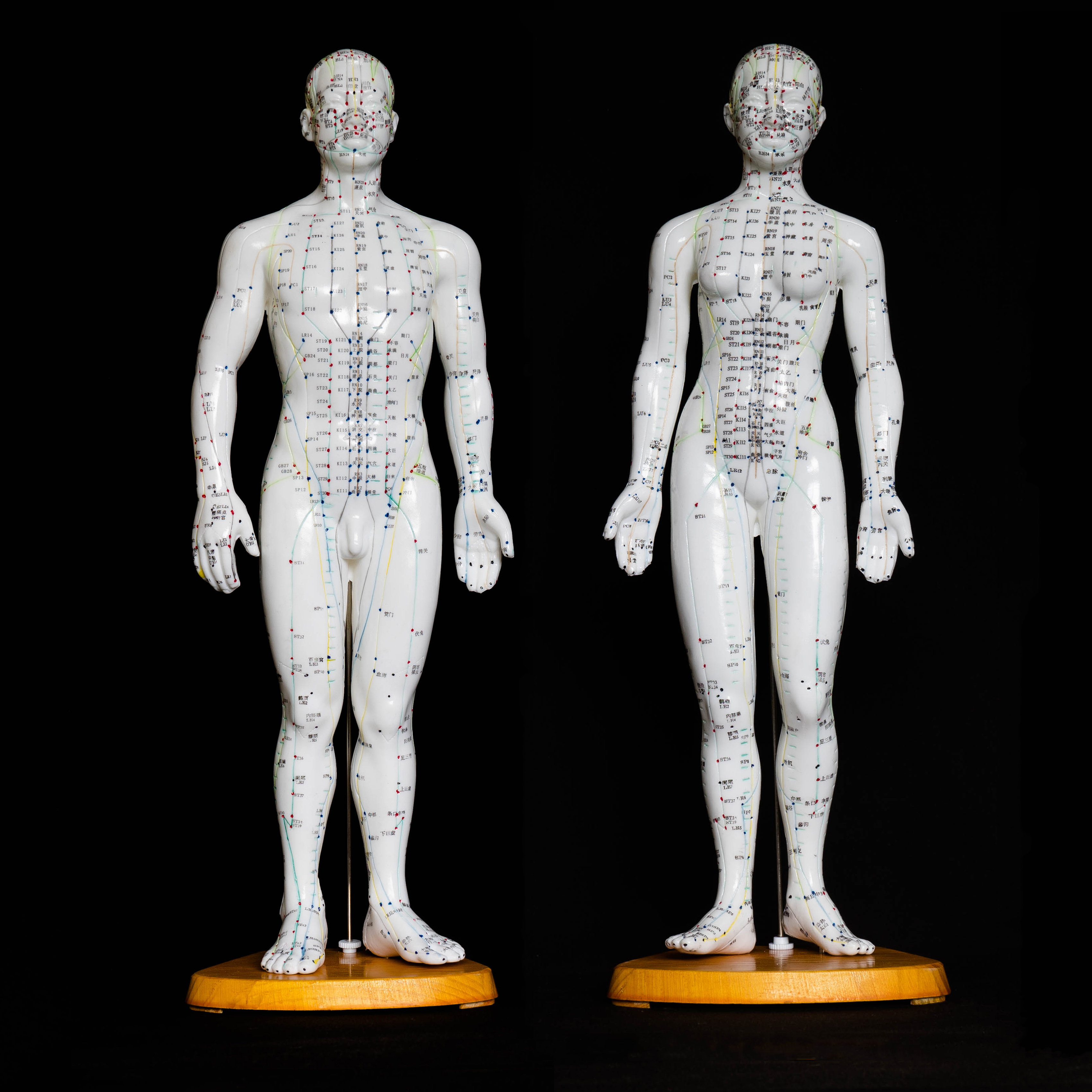 Anatomical Human Cm Tall Acupuncture Model Pair Acupuncture Models Products Medical Models