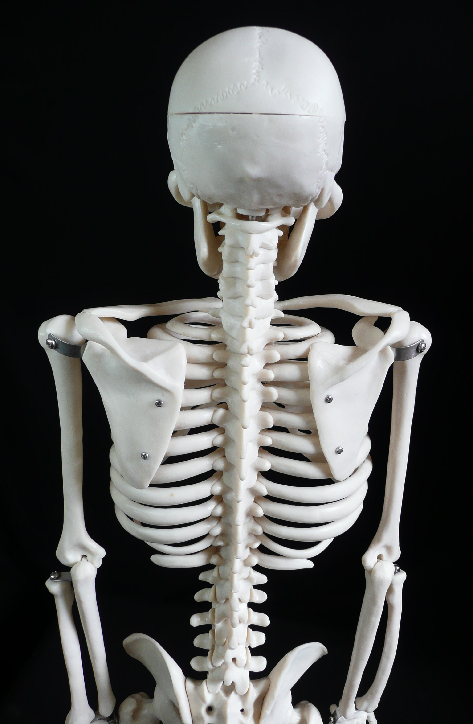 85cm Tall Human Anatomical Skeleton Model Skeleton