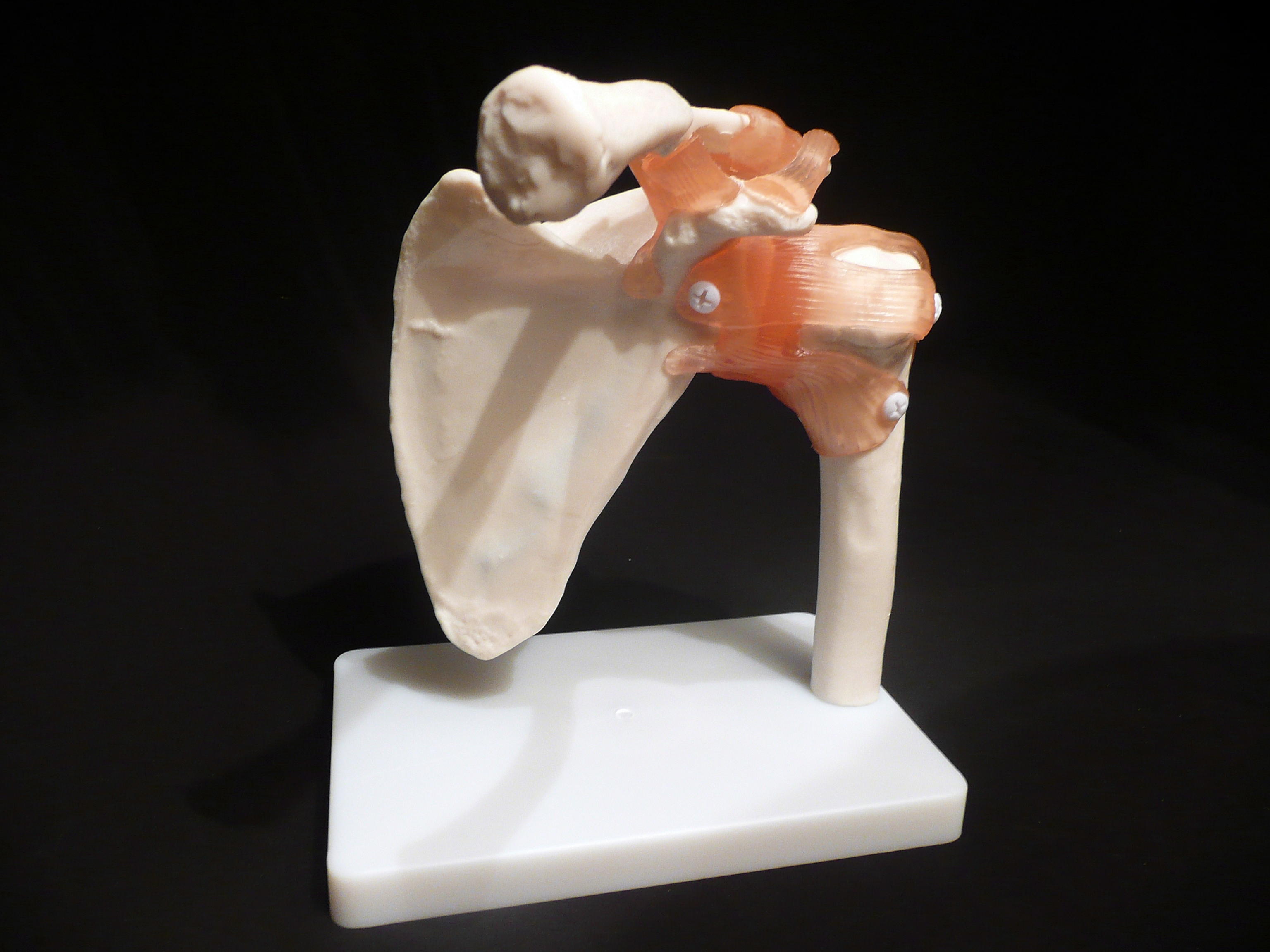 Life-Size Anatomical Human Shoulder Joint Model | Joints – Products ...