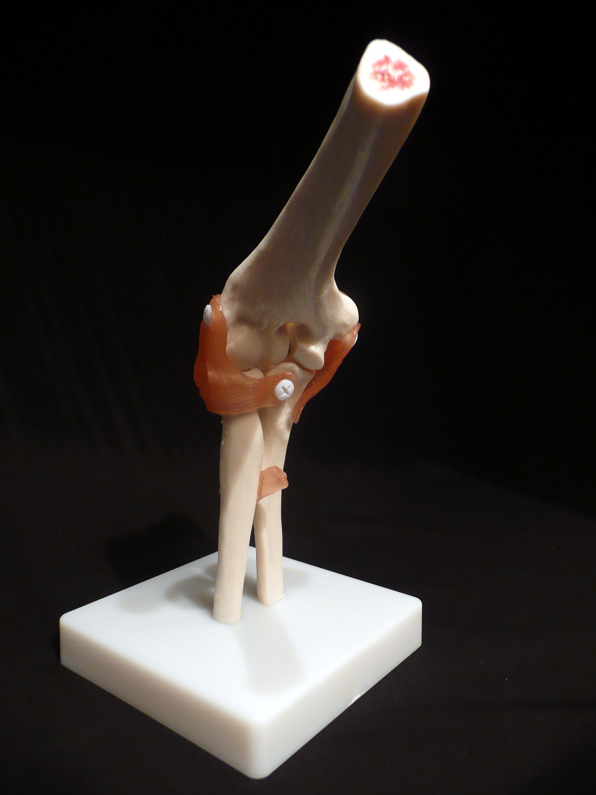 Life Size Anatomical Human Elbow Joint Model Joints Products Medical Models 