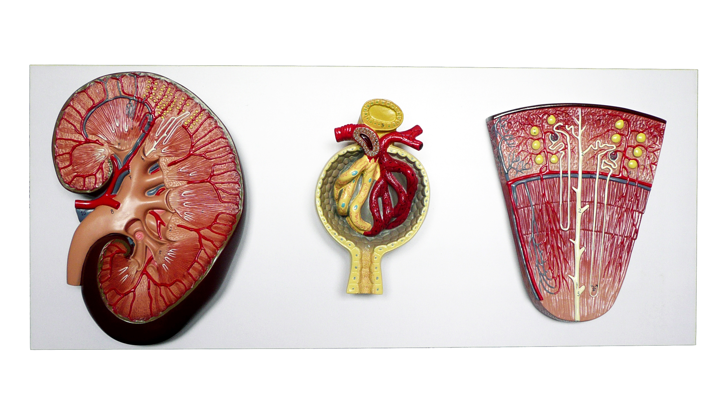 Anatomical Human Kidney, Nephron and Glomerulus Model | Organs – Store ...