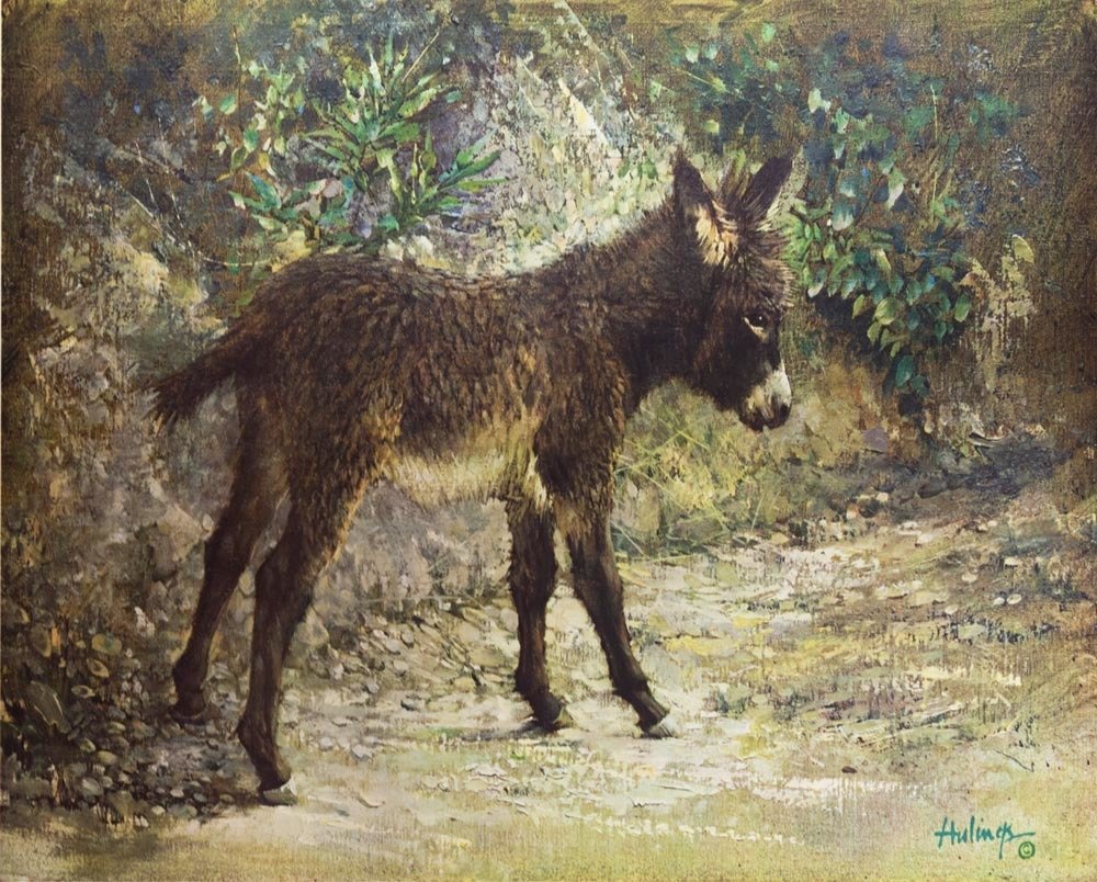 Elizabeth's Burro Elizabeth's Burro